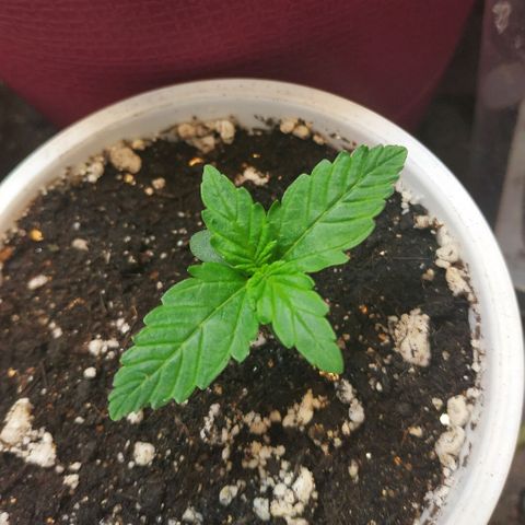 North growlog timeline photo