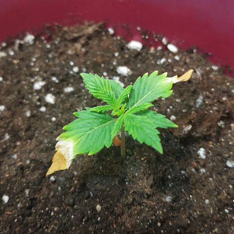 OG Kush Auto growlog timeline photo