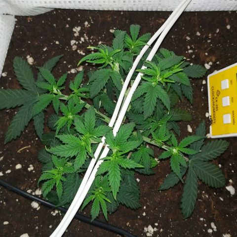 WW growlog timeline photo