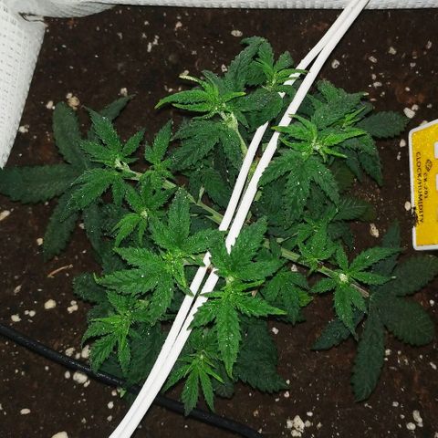 WW growlog timeline photo