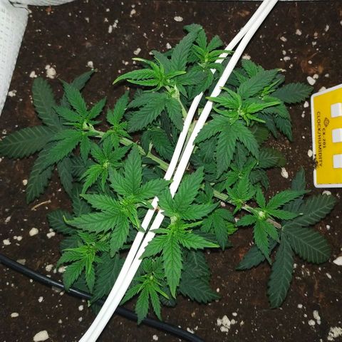 WW growlog timeline photo