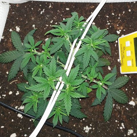 WW growlog timeline photo