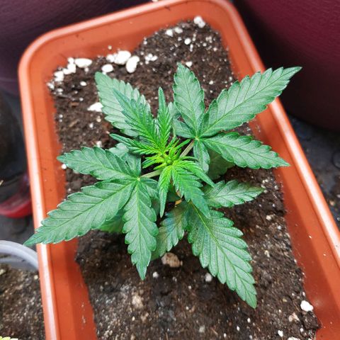 AK 49 #2 growlog timeline photo
