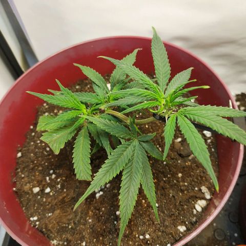 Lemon Haze Clone 1 growlog timeline photo