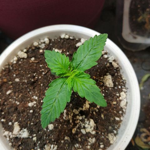 North growlog timeline photo