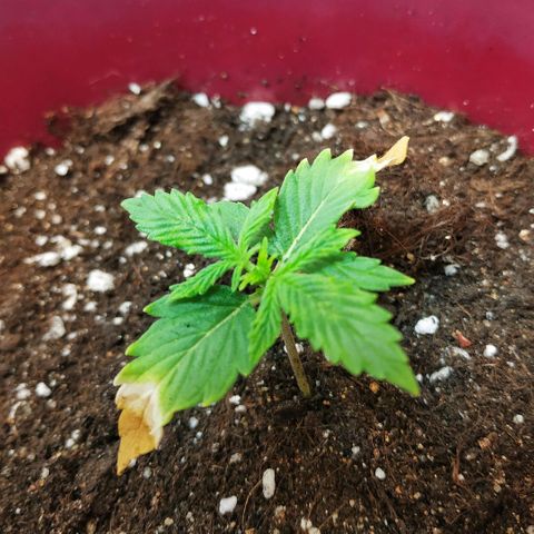 OG Kush Auto growlog timeline photo