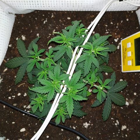 WW growlog timeline photo
