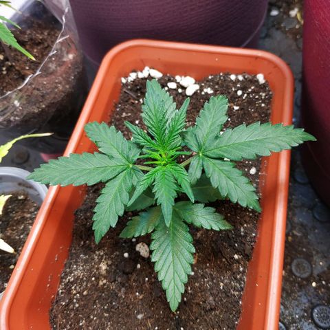 AK 49 #2 growlog timeline photo