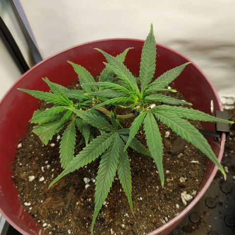 Lemon Haze Clone 1 growlog timeline photo