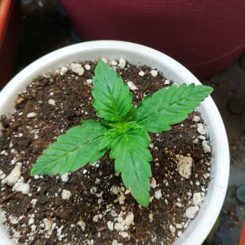 North growlog timeline photo