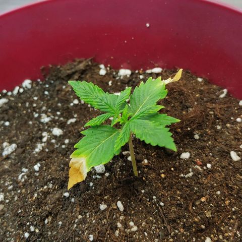 OG Kush Auto growlog timeline photo