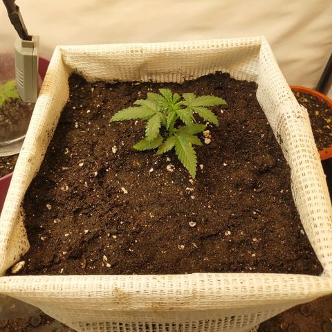 AK 49 #2 growlog timeline photo
