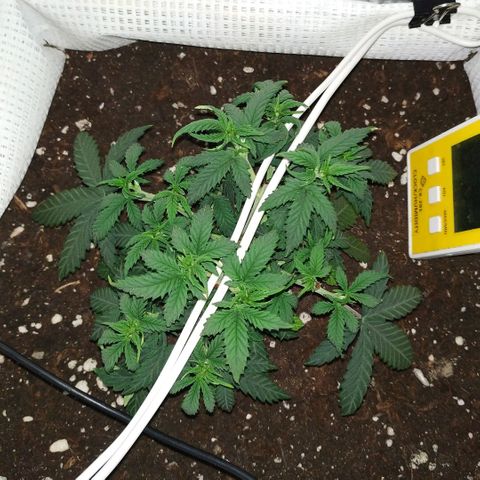 WW growlog timeline photo