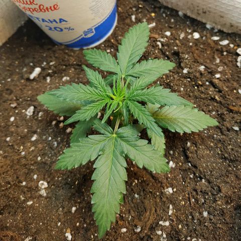 AK 49 #2 growlog timeline photo