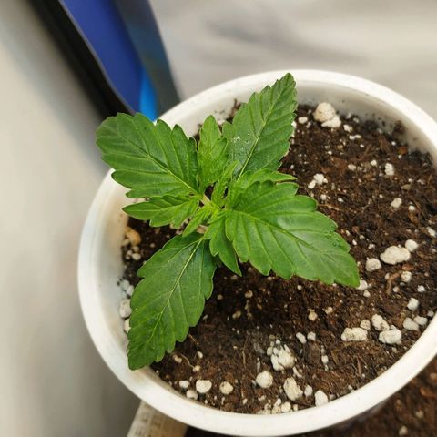 North growlog timeline photo