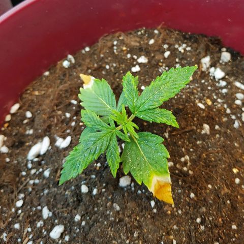 OG Kush Auto growlog timeline photo