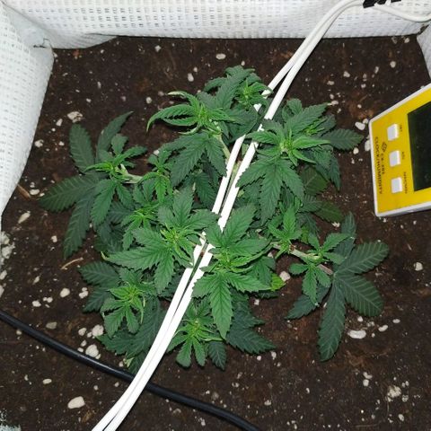 WW growlog timeline photo