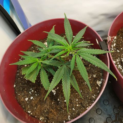 Lemon Haze Clone 1 growlog timeline photo