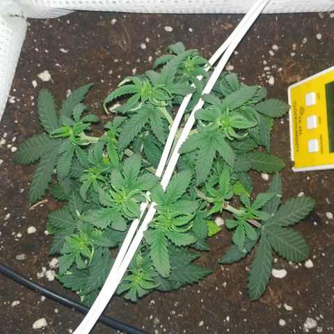 WW growlog timeline photo