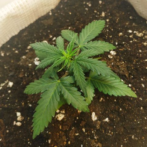 AK 49 #2 growlog timeline photo