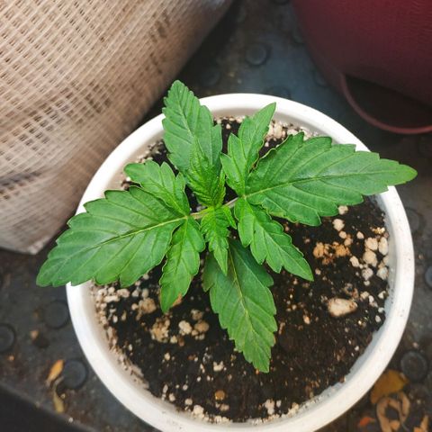 North growlog timeline photo
