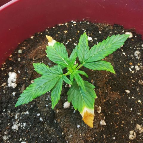 OG Kush Auto growlog timeline photo