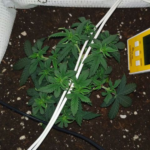 WW growlog timeline photo
