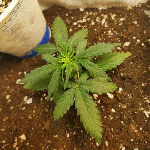 AK 49 #2 growlog timeline photo