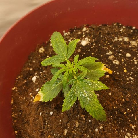 OG Kush Auto growlog timeline photo