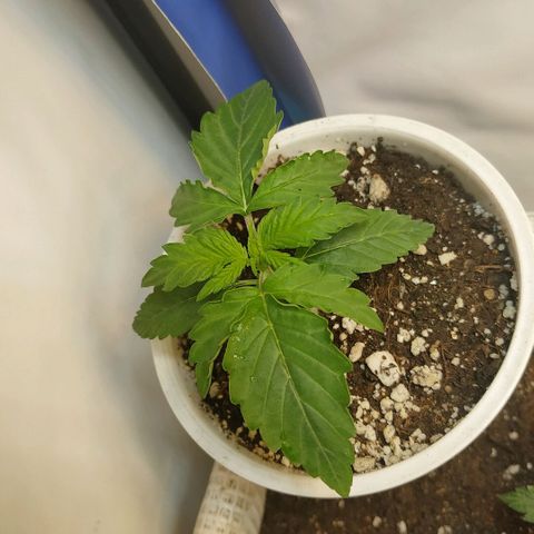 North growlog timeline photo