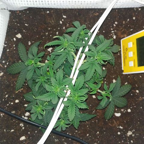 WW growlog timeline photo