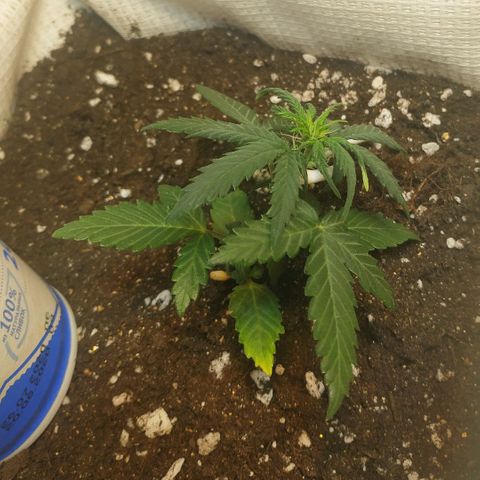 AK 49 #2 growlog timeline photo
