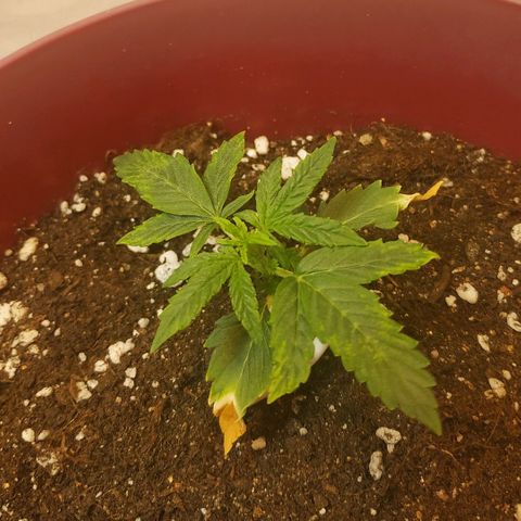OG Kush Auto growlog timeline photo