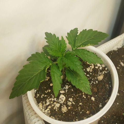 North growlog timeline photo