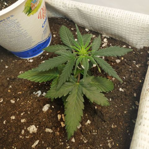 AK 49 #2 growlog timeline photo