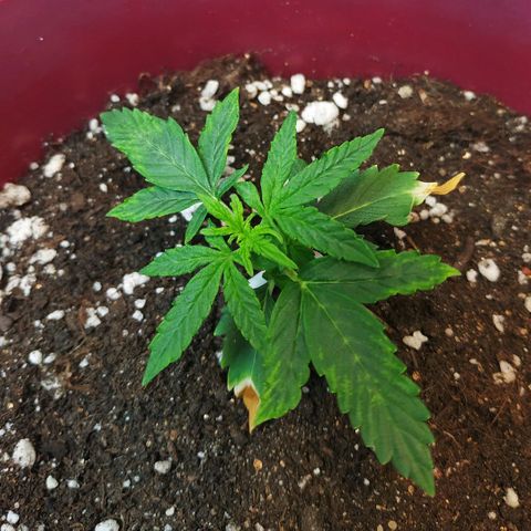 OG Kush Auto growlog timeline photo