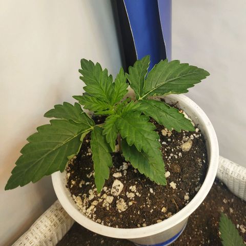 North growlog timeline photo