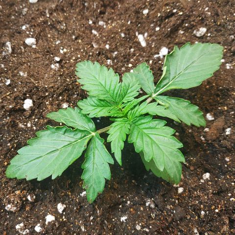 North growlog timeline photo