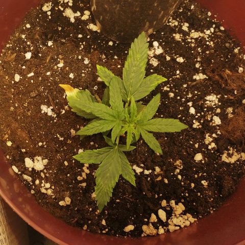 OG Kush Auto growlog timeline photo