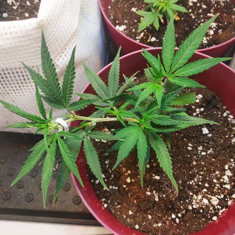 Lemon Haze Clone 1 growlog timeline photo
