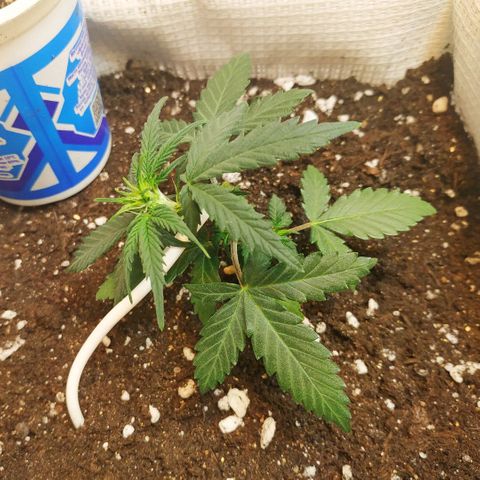 AK 49 #2 growlog timeline photo
