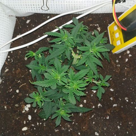 WW growlog timeline photo