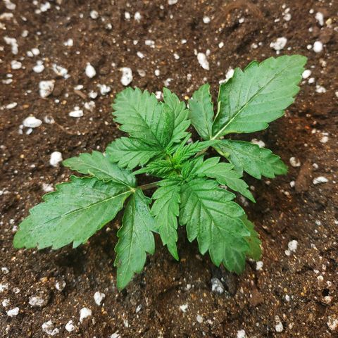 North growlog timeline photo