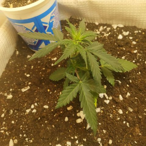 AK 49 #2 growlog timeline photo