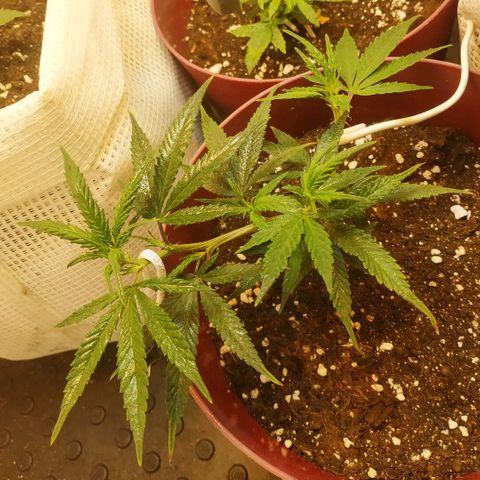 Lemon Haze Clone 1 growlog timeline photo