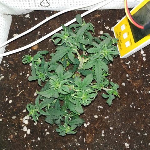 WW growlog timeline photo