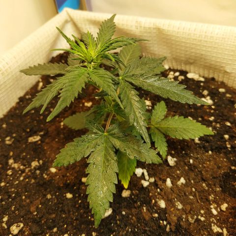 AK 49 #2 growlog timeline photo