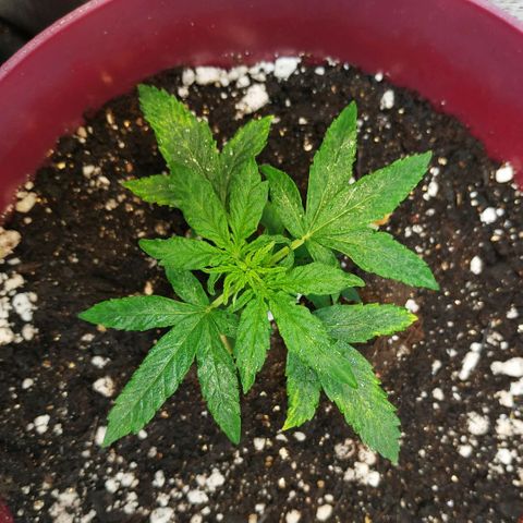 OG Kush Auto growlog timeline photo