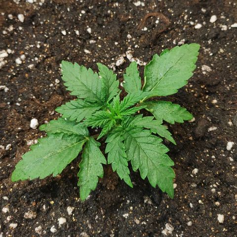 North growlog timeline photo