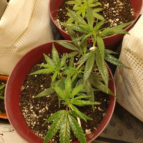 Lemon Haze Clone 1 growlog timeline photo
